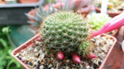 REBUTIA "VIOLACIFLORA" - Зображення 2