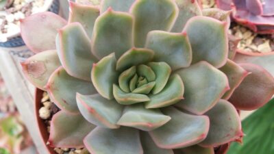 ECHEVERIA "VERONA" - Зображення 2