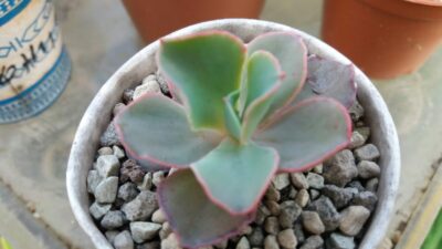 ECHEVERIA "JAPAN MOON RIVER"