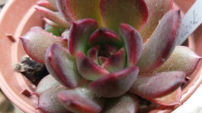 ECHEVERIA "BLACK ROSE"