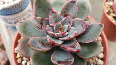 Echeveria "Santa Levis"