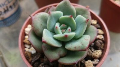 ECHEVERIA "SENSATION"