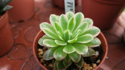 AEONIUM "Emerald Ice" var.