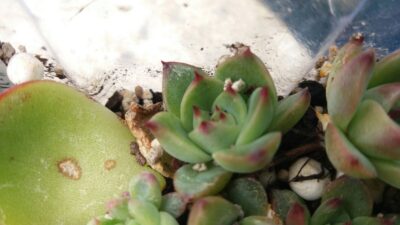 Echeveria agavoides "Moon Stone" - Зображення 2