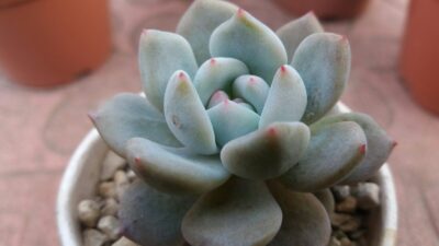 ECHEVERIA "MONROE ORANGE"