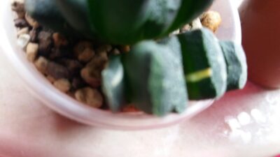 Haworthia "Truncata" var. - Зображення 3