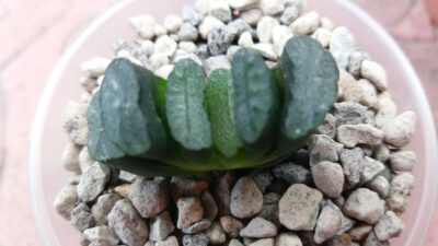 Haworthia "Truncata" Japan