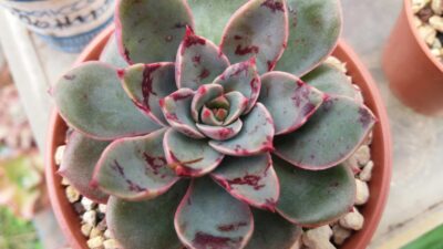 Echeveria "Santa Levis" - Зображення 2