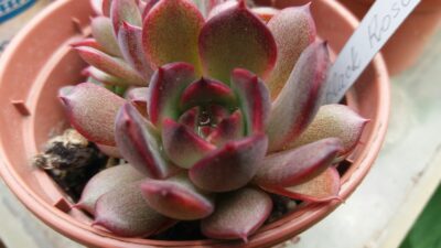 ECHEVERIA "BLACK ROSE" - Зображення 2