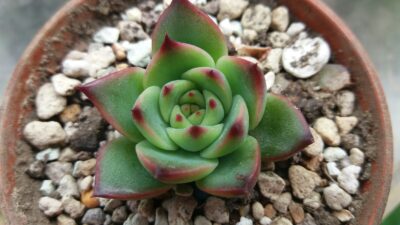 Echeveria agavoides "Moon Stone" - Зображення 3
