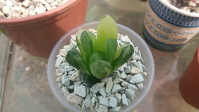 HAWORTHIA "COOPERI" VAR.