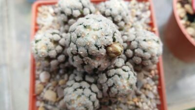 MAMMILLARIA "THERESAE" - Зображення 2
