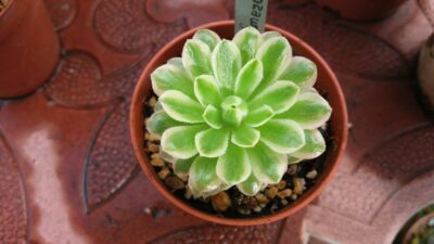 AEONIUM "Emerald Ice" var. - Зображення 2