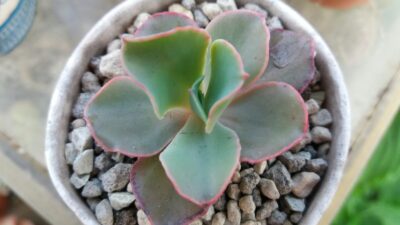 ECHEVERIA "JAPAN MOON RIVER" - Зображення 2