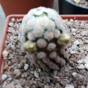 MAMMILLARIA "THERESAE" | 65