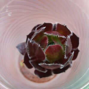 Aeonium 'FIRECRACKER'