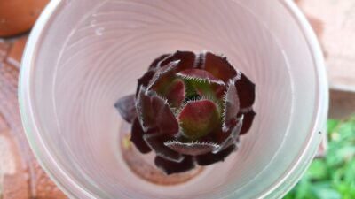 Aeonium 'FIRECRACKER'