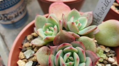 Echeveria "Patricia" - Зображення 2