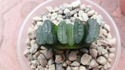 Haworthia "Truncata" Japan - Зображення 2