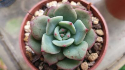 ECHEVERIA "SENSATION" - Зображення 2