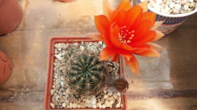 Lobivia "Arachnacantha f. nigra orang" - Зображення 2