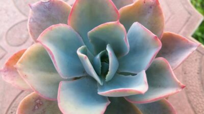ECHEVERIA "WHITE ROSE" - Зображення 2