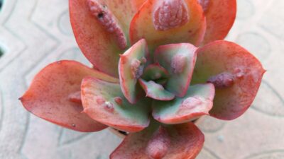 ECHEVERIA "BARON BOLD" - Зображення 2