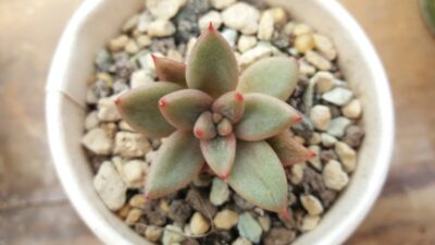 Echeveria agavoides "PSYCHE" - Зображення 3