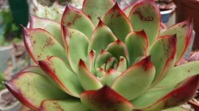 Echeveria agavoides "FIRE PILLAR"