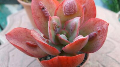 ECHEVERIA "BARON BOLD"