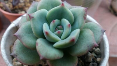 ECHEVERIA "SENSATION" - Зображення 3
