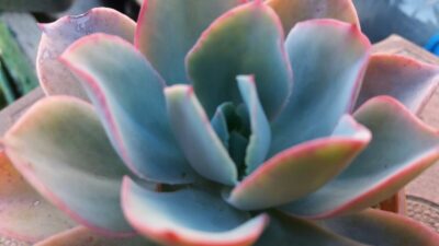 ECHEVERIA "WHITE ROSE"