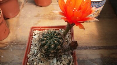 Lobivia "Arachnacantha f. nigra orang"