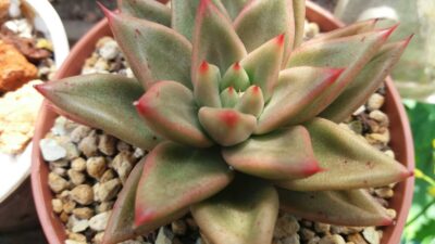 Echeveria agavoides "PSYCHE"