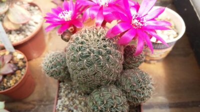 SULCOREBUTIA "CANIGUERALLII" - Зображення 2