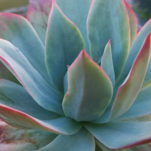 Echeveria "BLUE LIGHT"