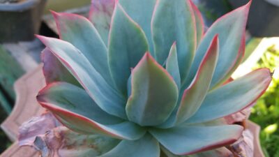 Echeveria "BLUE LIGHT"