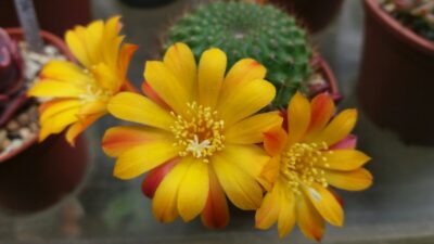 REBUTIA SV - Зображення 3
