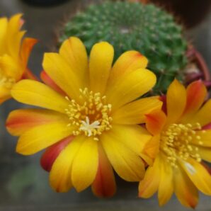 REBUTIA SV | 76