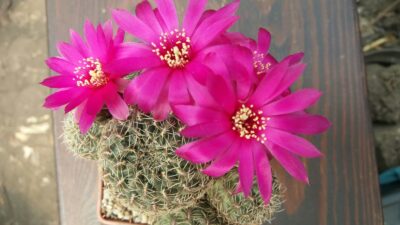SULCOREBUTIA "CANIGUERALLII"