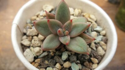 Echeveria agavoides "PSYCHE" - Зображення 2