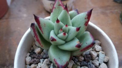 ECHEVERIA agavoides "EBONY BLUE"