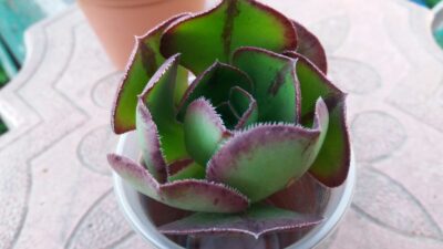 Aeonium "Marnier Lapostolle"(Roskov)