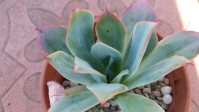 Echeveria "BLUE LIGHT" - Зображення 2