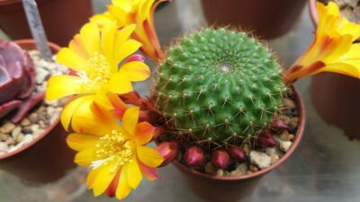 REBUTIA SV - Зображення 2