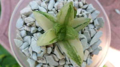 HAWORTHIA "CYMBIFORMIS" var.