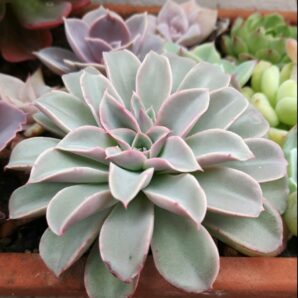 Echeveria Fantastic Fountain