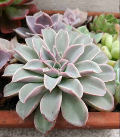 Echeveria Fantastic Fountain
