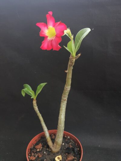 Adenium obesum