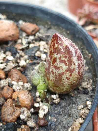 Adromischus marianae Bryan Makin